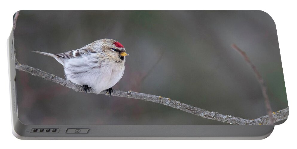 Bird Portable Battery Charger featuring the photograph Hoary Redpoll by Brook Burling