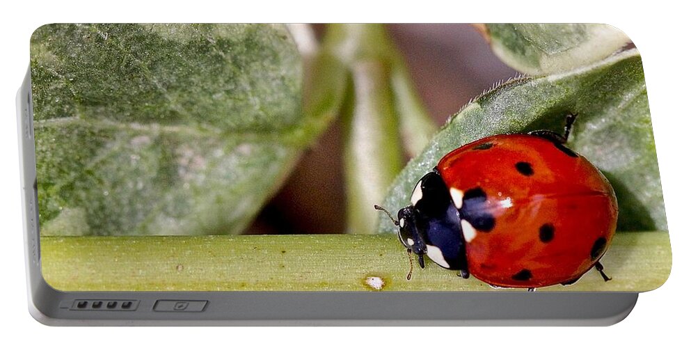 Ladybug Portable Battery Charger featuring the photograph Holding Balance No Problem by Elisabeth Derichs