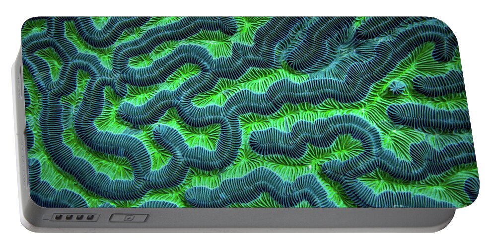 Green Brain Coral Portable Battery Charger featuring the photograph Honduran Brain Coral by Doug Sturgess