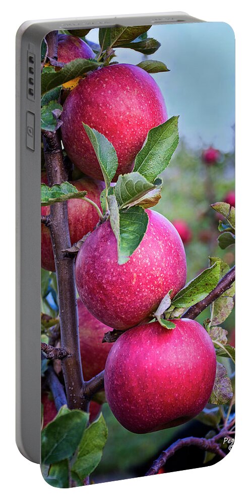 Apples Portable Battery Charger featuring the photograph Honeycrisp Harvest by Peg Runyan