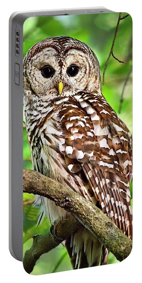 Owl Portable Battery Charger featuring the photograph Hoot Owl by Christina Rollo