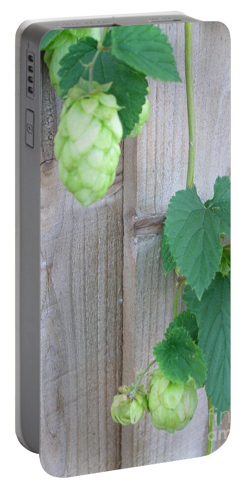 Hops Plant Portable Battery Charger featuring the photograph Hops on Fence by Bev Conover