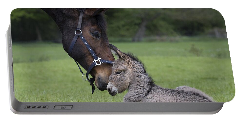 Cotentin Donkey Portable Battery Charger featuring the photograph Horse And Donkey by Jean-Louis Klein & Marie-Luce Hubert