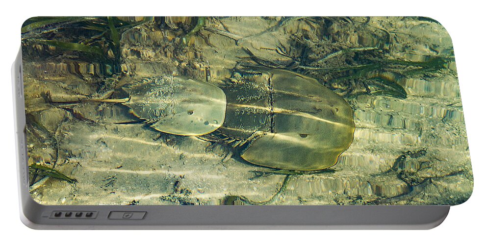 Ocean Portable Battery Charger featuring the photograph Horseshoe Crabs by Bob Slitzan