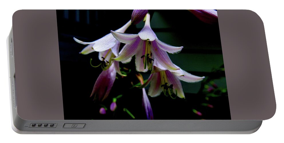 Purple Blossoms Portable Battery Charger featuring the photograph Hostas Blossoms by Linda Stern