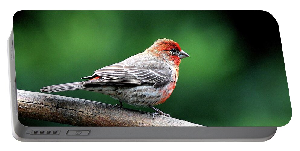 Bird Portable Battery Charger featuring the photograph House Finch . 40D7227 by Wingsdomain Art and Photography