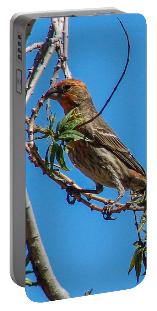 Bird Portable Battery Charger featuring the photograph House Finch by Carl Moore