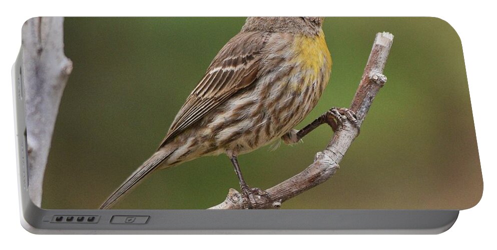 Linda Brody Portable Battery Charger featuring the photograph House Finch with Yellow Breast 1 by Linda Brody