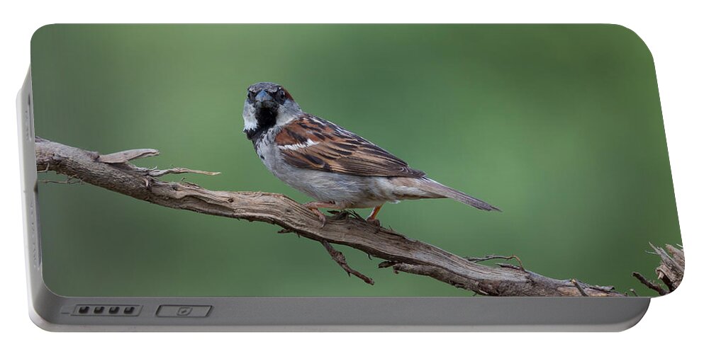 House Sparrow Portable Battery Charger featuring the photograph House Sparrow by Holden The Moment