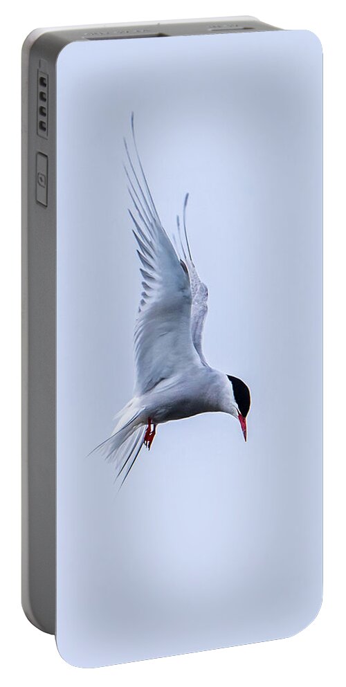 Hovering Arctric Tern Portable Battery Charger featuring the photograph Hovering Arctic Tern by Torbjorn Swenelius