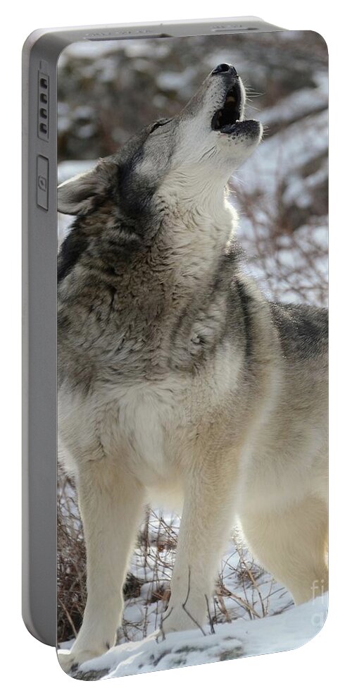 Howl Portable Battery Charger featuring the photograph Howl by Robert Buderman