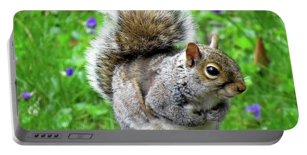 Eastern Grey Squirrels Portable Battery Charger featuring the photograph Humble Squirrel by Linda Stern