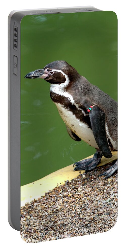 Bird. Animalia Portable Battery Charger featuring the photograph Humboldt Penguin by Stephen Melia