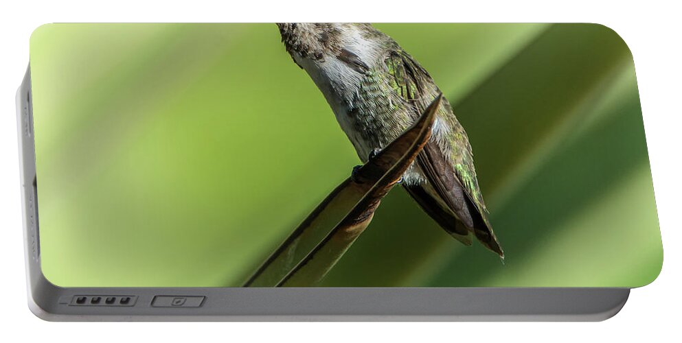Hummingbird Portable Battery Charger featuring the photograph Hummingbird 7484-101017-2cr by Tam Ryan