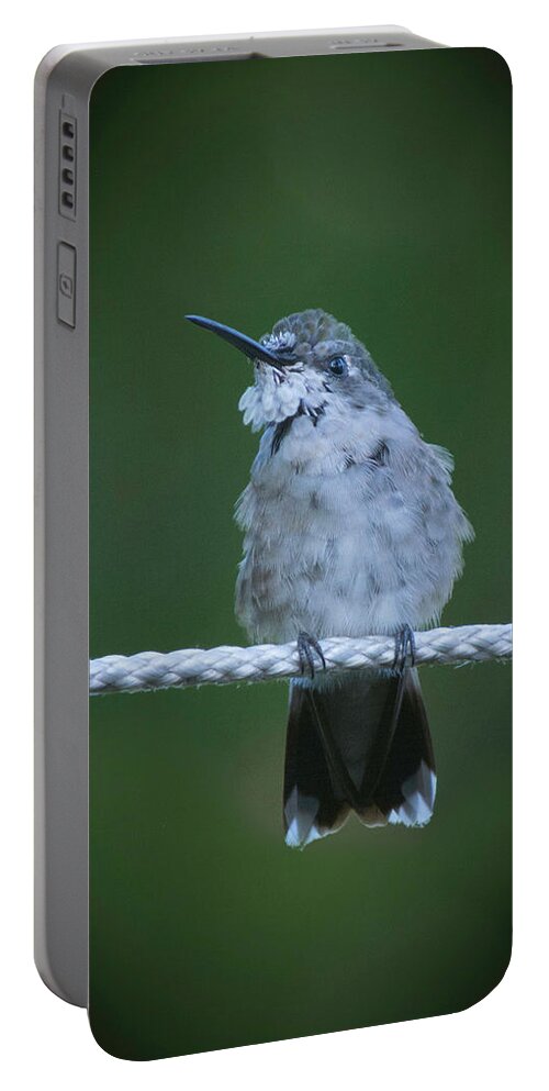 Hummingbird At Rest On A Rope Portable Battery Charger featuring the photograph Hummingbird at rest by Kenneth Cole