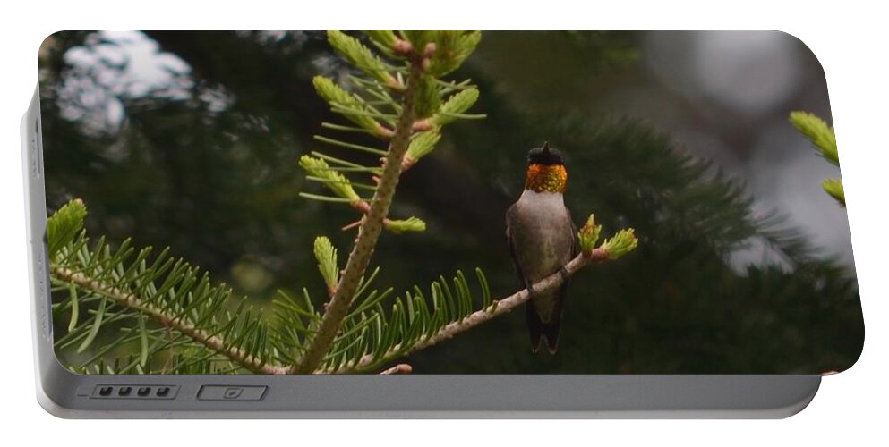 Humming Bird Portable Battery Charger featuring the photograph Hummingbird Flashing by Hella Buchheim