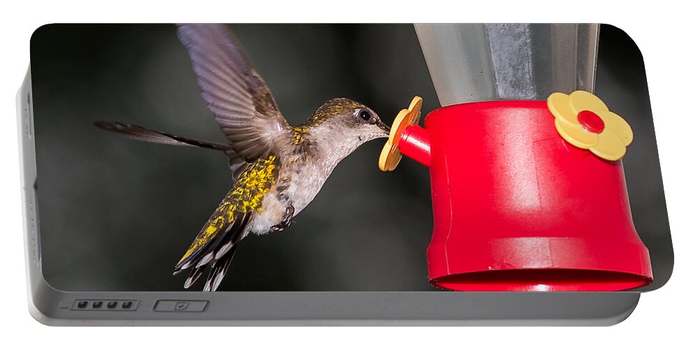 Hummingbird Portable Battery Charger featuring the photograph Hummingbird Gets A Drink by Holden The Moment