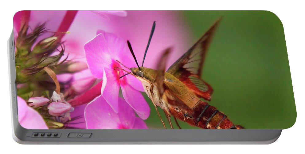 Humming Bird Moth Hummingbird Hummingbirdmoth Moths Flower Flowers Feeding Nectar Macro Closeup Close Up High Speed High-speed Insect Brian Hale Brianhalephoto Nature Natural Outside Outdoors Ma Mass Massachusetts Flowers Botony Portable Battery Charger featuring the photograph Hummingbird Moth Feeding 1 by Brian Hale
