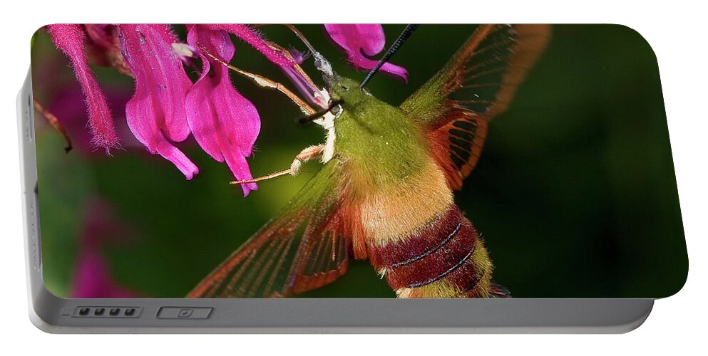 Hummingbird Moth Portable Battery Charger featuring the photograph Hummingbird Moth by Gary Shepard