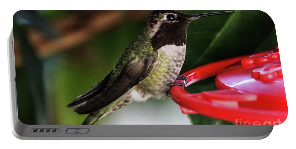 Hummingbird Portable Battery Charger featuring the photograph Hummingbird by Suzanne Luft