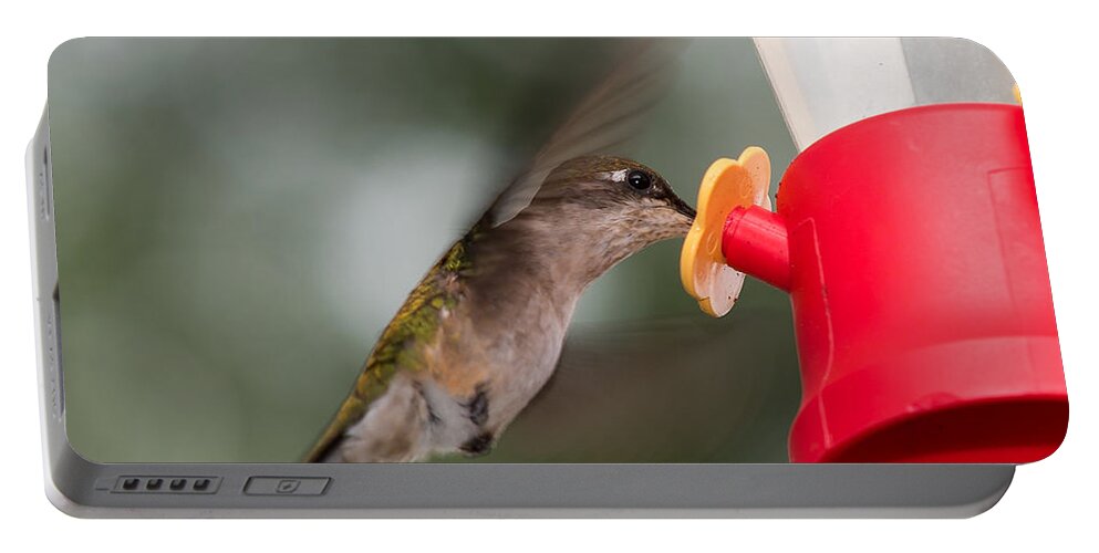 Hummingbird Portable Battery Charger featuring the photograph Hummingbird Takes A Long Drink by Holden The Moment