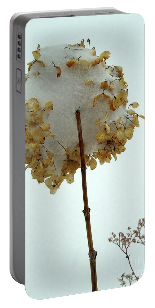 Snowy Portable Battery Charger featuring the photograph Hydrangea Blossom in Snow by Susan Lafleur