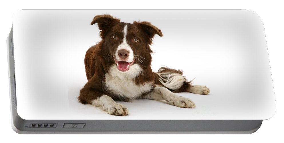Border Collie Portable Battery Charger featuring the photograph I can Wait all Day for You by Warren Photographic