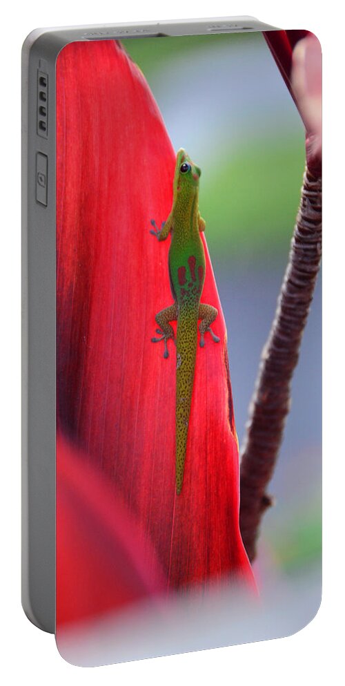 Gecko Portable Battery Charger featuring the photograph I See You Gecko by Lawrence Knutsson