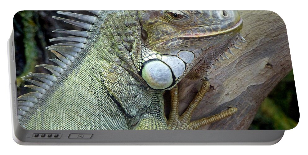 Wildlife World Zoo Portable Battery Charger featuring the photograph Iguana 2 by JustJeffAz Photography