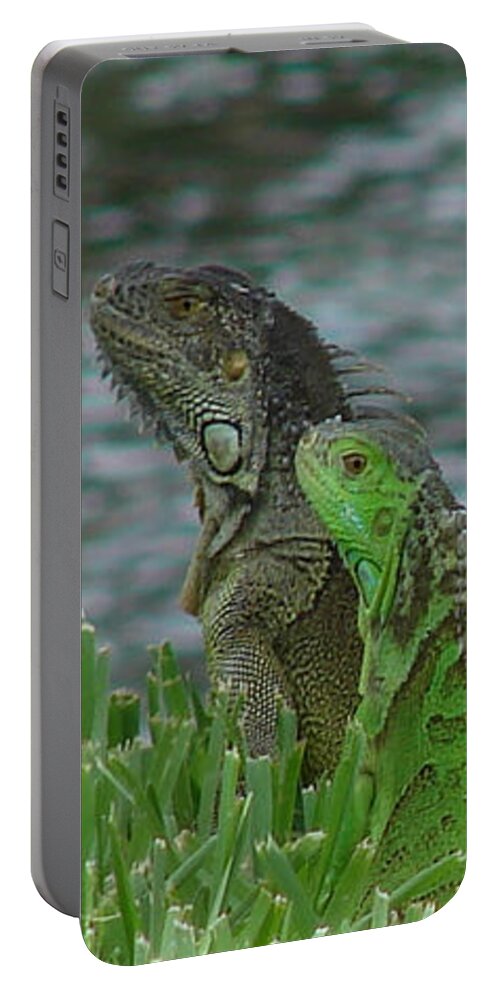 Iguana Portable Battery Charger featuring the photograph Iguana Pair by Carl Moore