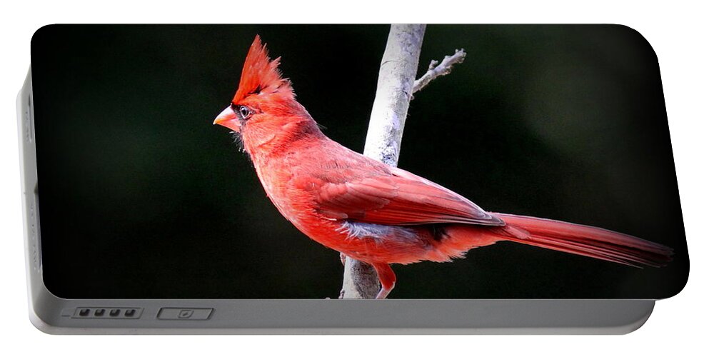 Northern Cardinal Portable Battery Charger featuring the photograph IMG_1391-006 - Northern Cardinal by Travis Truelove