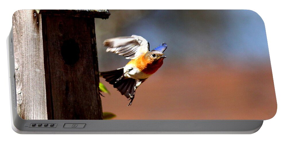 Eastern Bluebird Portable Battery Charger featuring the photograph IMG_1853-002 - Eastern Bluebird by Travis Truelove
