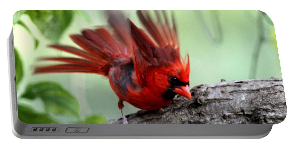 Northern Cardinal Portable Battery Charger featuring the photograph IMG_5716-002 - Northern Cardinal by Travis Truelove