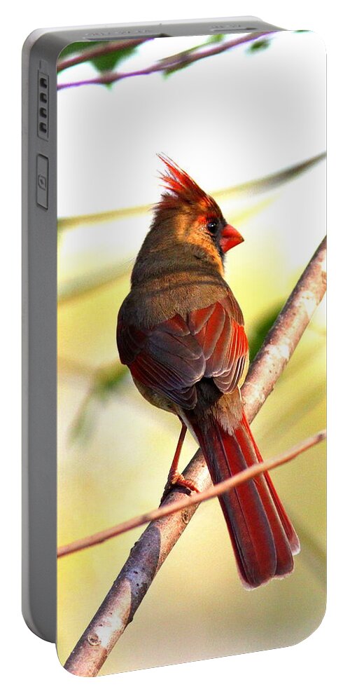 Northern Cardinal Portable Battery Charger featuring the photograph IMG_5820-003 - Northern Cardinal by Travis Truelove