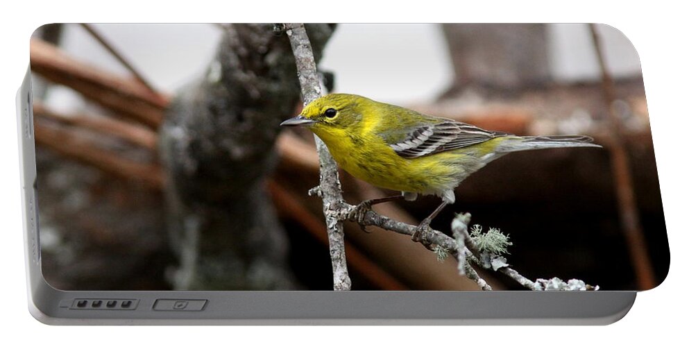 Pinewarbler Portable Battery Charger featuring the photograph IMG_6135 -PineWarbler by Travis Truelove