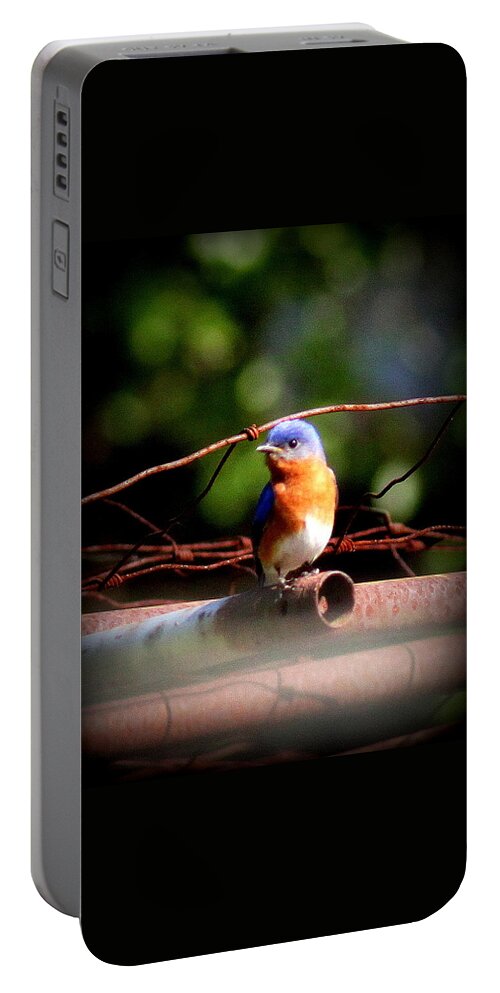 Eastern Bluebird Portable Battery Charger featuring the photograph IMG_7740 - Eastern Bluebird by Travis Truelove