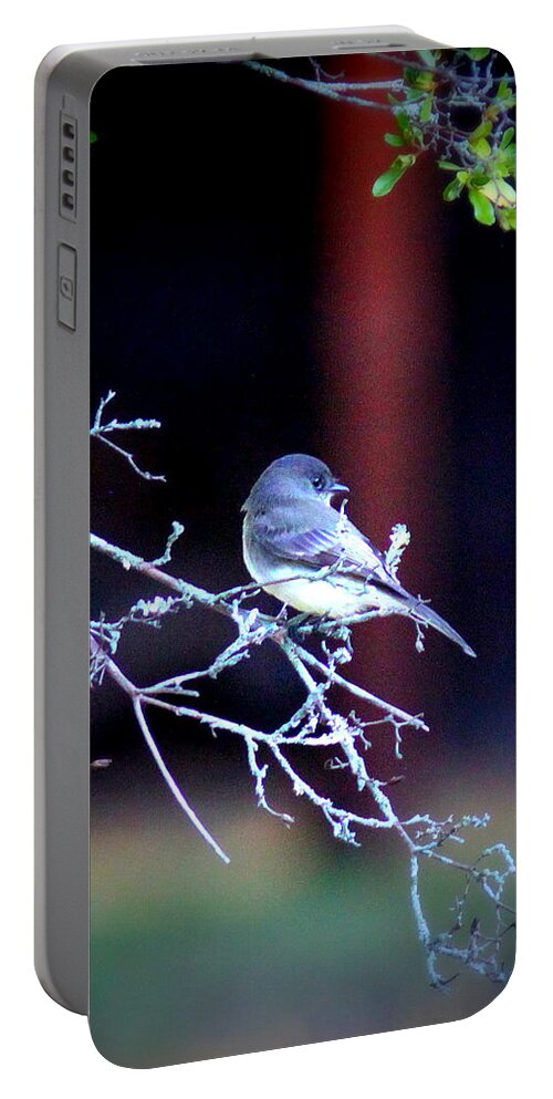 Eastern Phoebe Portable Battery Charger featuring the photograph IMG_9203-002 - Eastern Phoebe by Travis Truelove