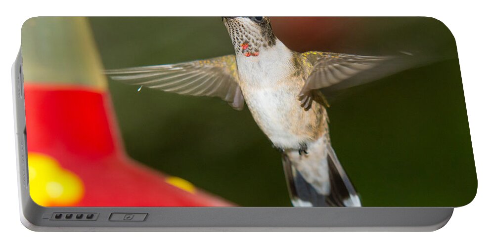 Ruby-throated Hummingbird Portable Battery Charger featuring the photograph Immature Male Ruby-Throated Hummer by Robert L Jackson