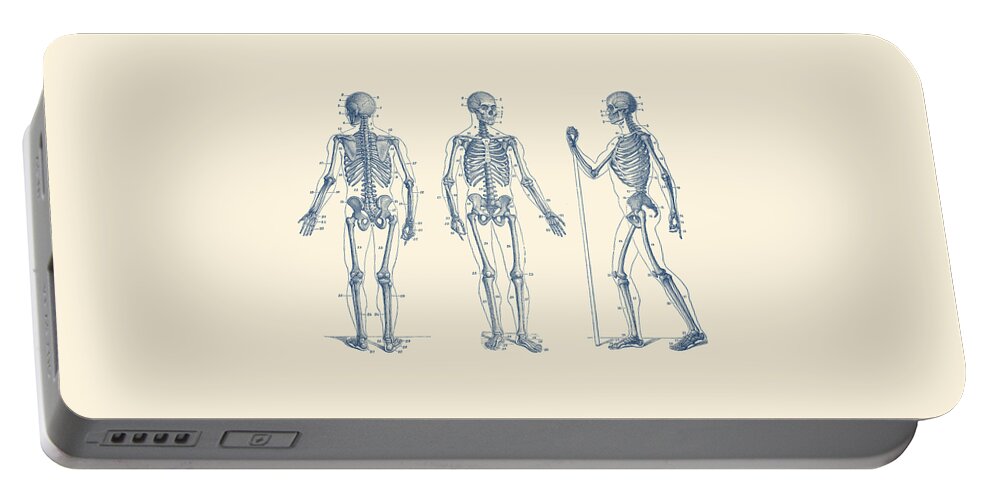 Skeleton Portable Battery Charger featuring the drawing In Motion Skeletal Diagram - Vintage Anatomy Print by Vintage Anatomy Prints