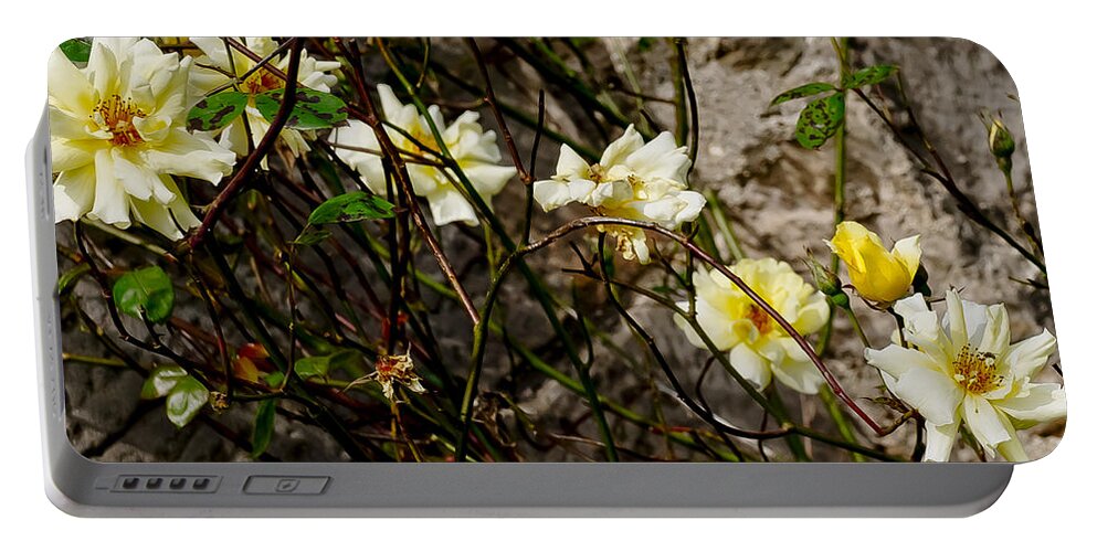 Roses Portable Battery Charger featuring the photograph In opposite corners. by Elena Perelman