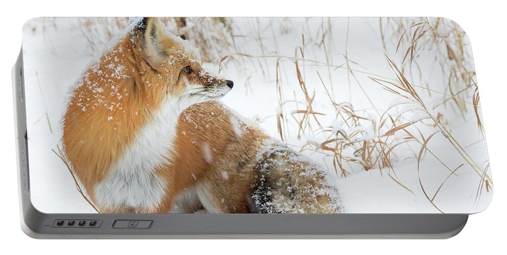 Fox Portable Battery Charger featuring the photograph In The Distance #2 by Mindy Musick King