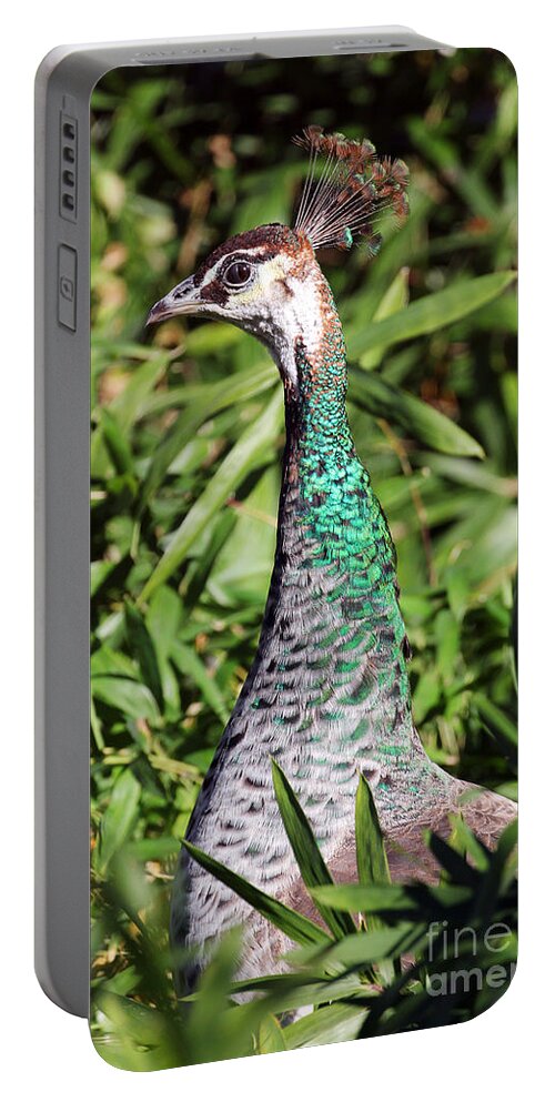 Peacock Portable Battery Charger featuring the photograph In the Green Foliage by Jennifer Robin
