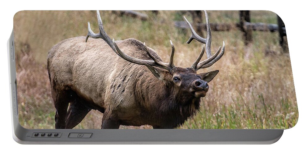 Bull Elk Portable Battery Charger featuring the photograph In this Corner by Jim Garrison