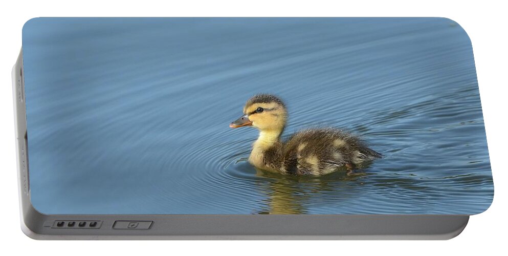 Baby Mallard Portable Battery Charger featuring the photograph Independence by Fraida Gutovich