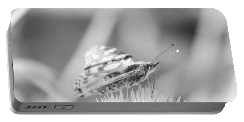 Fritilliary Butterfly Butterflies Nature Outside Outdoors Insect Nature Natural Wild Life Wildlife Macro Closeup Close-up Ma Mass Massachusetts Wings Flower Botany Botanic Botanical Garden Gardening Brian Hale Brianhalephoto Newengland New England U.s.a. Usa Ir Infra Red Infrared Black And White Portable Battery Charger featuring the photograph Infrared Fritillary by Brian Hale