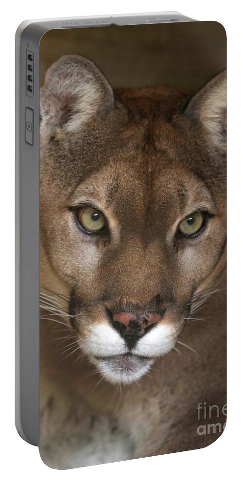 Cougar Portable Battery Charger featuring the photograph Intense Cougar by Sabrina L Ryan