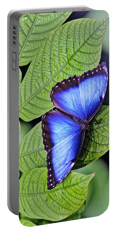 Darin Volpe Animals Portable Battery Charger featuring the photograph Iridescence - Blue Morpho Butterfly at California Academy of Sciences, San Francisco by Darin Volpe