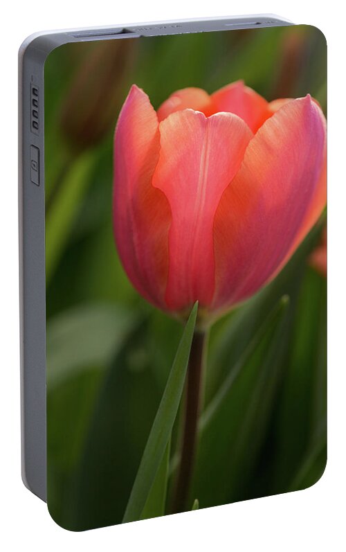 Flower Portable Battery Charger featuring the photograph Iridescent Tulip by Mary Jo Allen