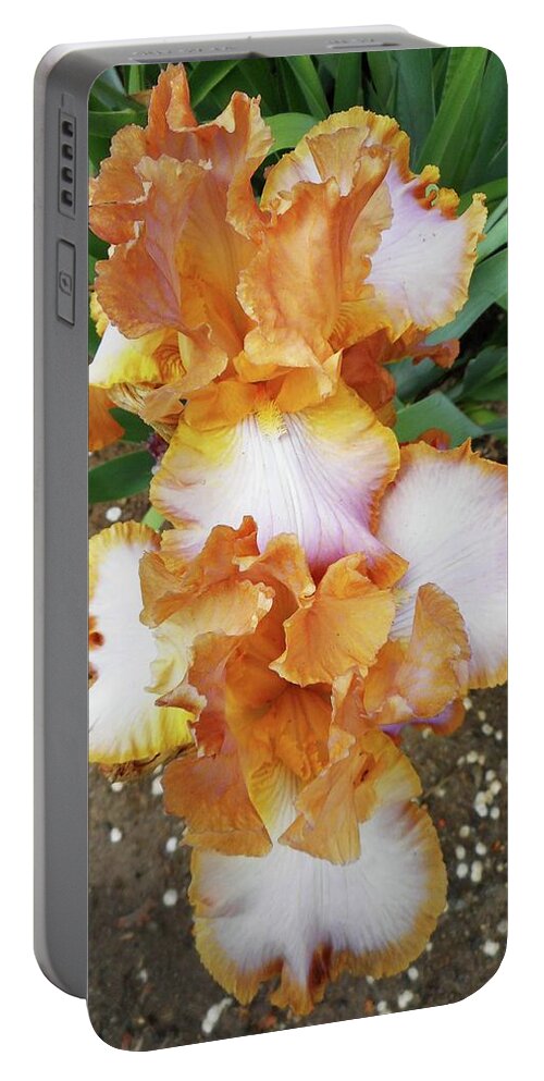Iris Portable Battery Charger featuring the photograph Irises 16 by Ron Kandt
