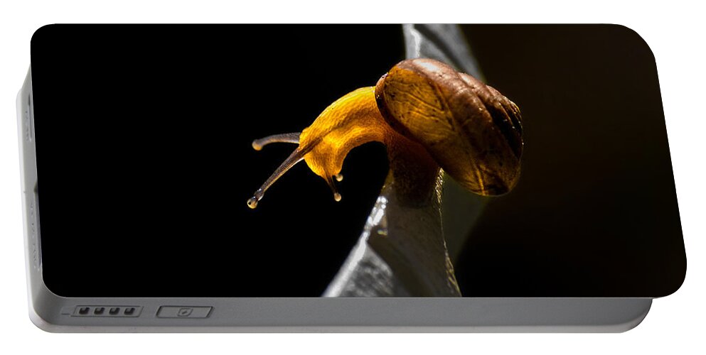 Insect Portable Battery Charger featuring the photograph It's Dark Down There by Christopher Holmes